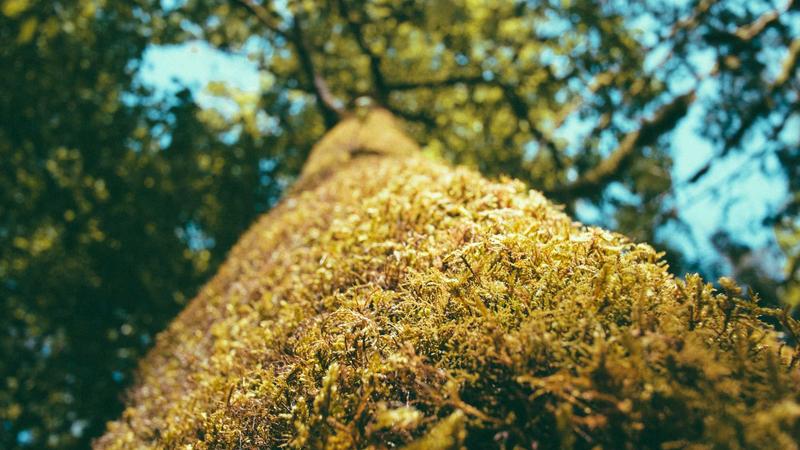 Wish店铺违规申诉和同类方案怎么选？对比维度与决策清单