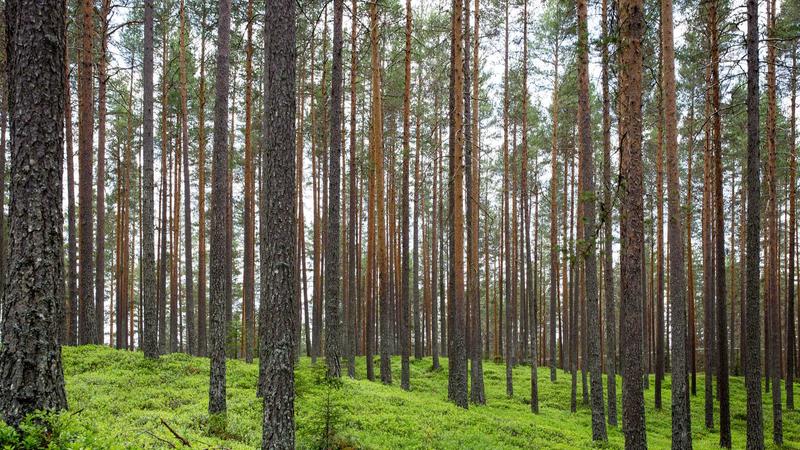 亚马逊跟卖预防策略，高手总结的心得体会