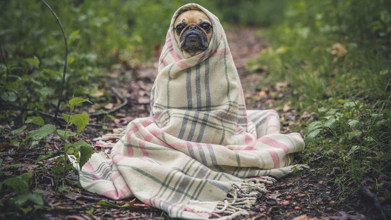 TikTok Shop波兰站选品策略：卖家经验分享